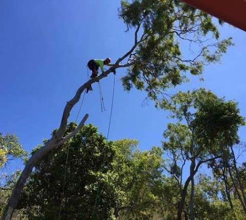 Photo: All Tree Services Australia